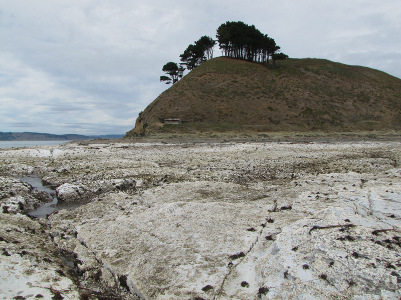 Illustration for article titled How the Chile earthquake created miles of new, "uplifted" coastline